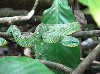 Bako National Park's Wildlife Bako National Park's Wildlife