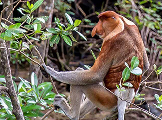 Bako National Park's Wildlife Bako National Park's Wildlife