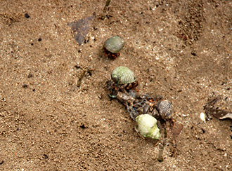 Bako National Park's Wildlife Bako National Park's Wildlife