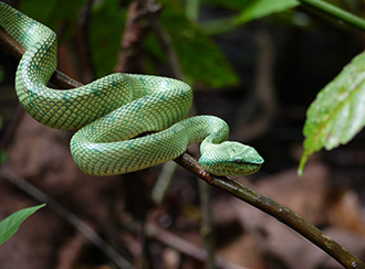 Bako National Park's Wildlife Bako National Park's Wildlife