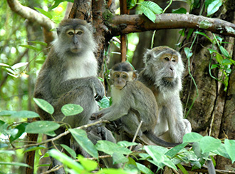 Bako National Park's Wildlife Bako National Park's Wildlife