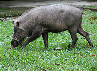 Bako National Park's Wildlife Bako National Park's Wildlife