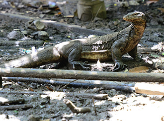 Bako National Park's Wildlife Bako National Park's Wildlife