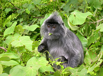 Bako National Park's Wildlife Bako National Park's Wildlife