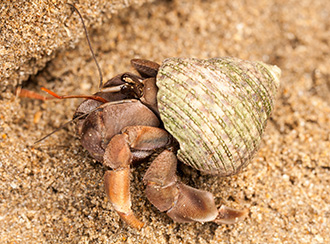 Bako National Park's Wildlife Bako National Park's Wildlife