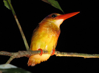 Bako National Park's Wildlife Bako National Park's Wildlife