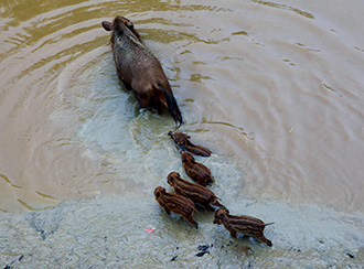 Bako National Park's Wildlife Bako National Park's Wildlife