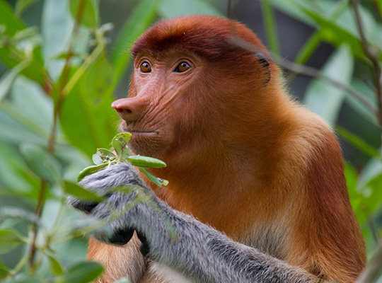 2D1N Bako National Park - Proboscis Monkey