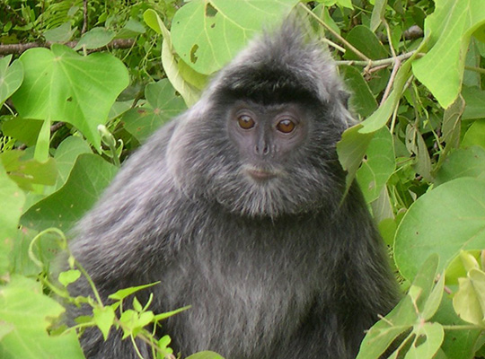 5D4N Kuching + Semenggoh Orang Utan + Traditional Iban Longhouse + Bako National Park