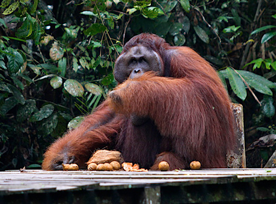 5D4N Kuching + Semenggoh Orang Utan + Traditional Iban Longhouse + Bako National Park